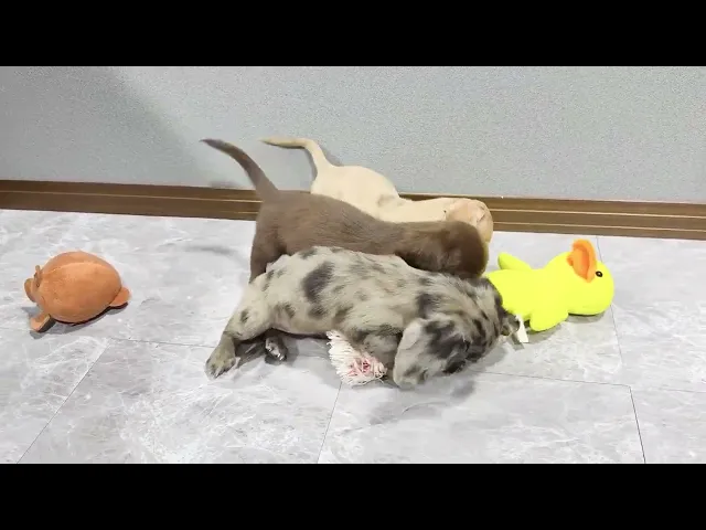動画