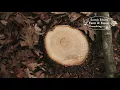 Forest Management TSI Timber Harvest and Select Cut