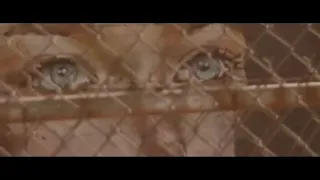                                    مي عبد العزيز   كلنا بنحاول دندنها