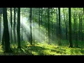 Download Lagu Rahatlatıcı müzik Stresi, Kaygıyı ve Depresyonu hafifletir - Zihni, bedeni ve Ruhu İyileştirir