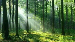 Rahatlatıcı Müzik Stresi Kaygıyı Ve Depresyonu Hafifletir Zihni Bedeni Ve Ruhu İyileştirir 