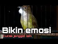 Lagu cucak jenggot bikin emosi lawan