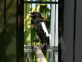 Download Lagu Burung decu gacor #burungunik #birds #masteranburung #burungterbaik #burungmungil
