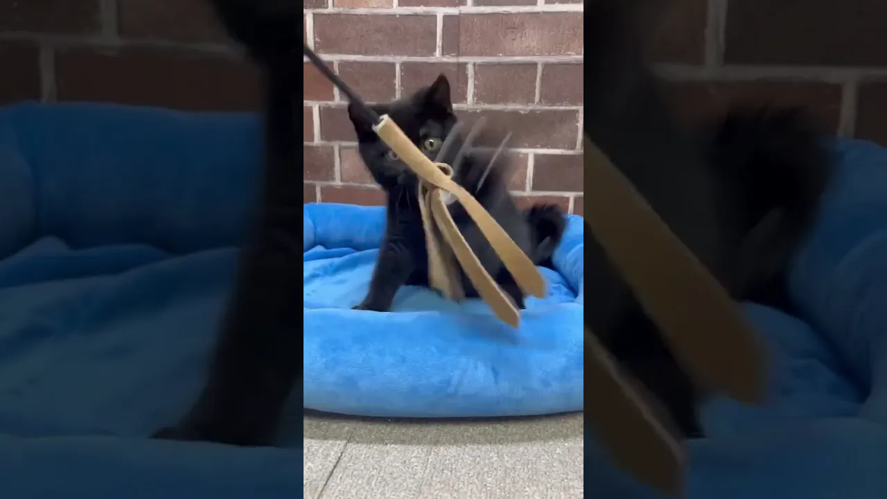 動画