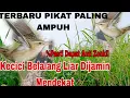 Download Lagu AMPUHH!! Suara Pikat Burung Kecici Belalang Gacor Pikat Anti Zonk @ObonKuy7