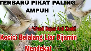 ampuhh suara pikat burung kecici belalang gacor pikat anti zonk obonkuy