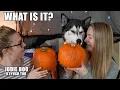 Carving Pumpkins With My Sister And Husky He s Not Impressed