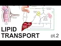 Lipid Transport pt 2