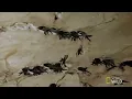 Salivating for a New Nest | Wild Borneo