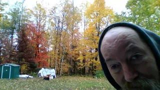 the leafs are back