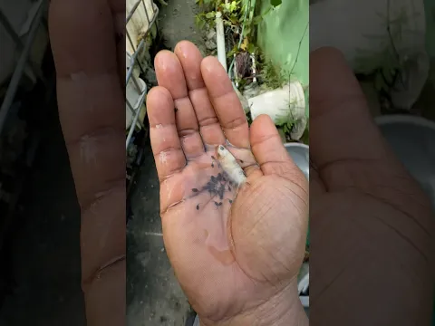 Los renacuajos se llevaron el pez beta