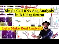 Single Cell RNA-Seq Analysis in R With Seurat ScRNA-seq Analysis Bioinformatics for Beginners