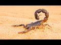 Download Lagu De geheime wereld van schorpioenen: 🦂 Verborgen gevaren van de woestijn Download Lagu De geheime wereld van schorpioenen: 🦂 Verborgen gevaren van de woestijn
