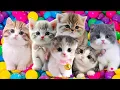 Download Lagu SUARA KUCING MEONG MEONG‼️KUCING COMEL KUCING JOGET🐈❤️💞LAGU ANAK VIRAL2025❤️SI MEONG KUCING LUCU❤️🐈😻