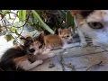Download Lagu De warmte van de zon dwingt de moederpoes en haar kittens om op één plek beschutting te zoeken.