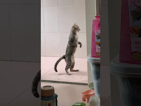 Cat stood two legs like a human!