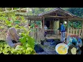 Download Lagu Hidup Damai di Tengah Hutan | Masak Tradisional \u0026 Panen Sayur di Gubuk Kayu Sederhana