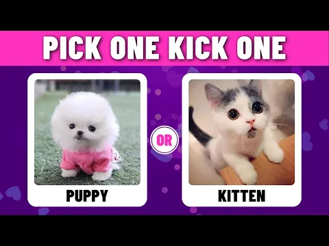 Download MP3 Pick One, Kick One Cute Animals
