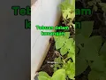 Download Lagu Rindu pada tebuan tanah, katanya dia boleh tolong makan ulat bulu. Betul ke?