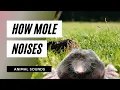 The Animal Sounds Mole Noises Sound Effect Animation