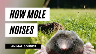 The Animal Sounds Mole Noises Sound Effect Animation