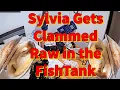 Sylvia Gets Clammed Raw in the FishTank