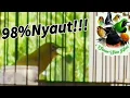 Download Lagu Pleci Ngotot Bunyi Bikin Bukpar Hitungan Menit!!!