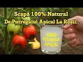 Download Lagu Scapă Natural de Putregaiul Apical la Roșii Ardei Și Vinete - Cu Această Solutie 100% Bio