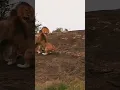 Download Lagu male lions fight over a female