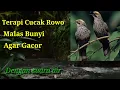 Download Lagu Terapi cucak rowo macet bunyi agar gacor