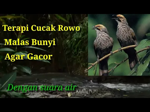 Download MP3 Terapi cucak rowo macet bunyi agar gacor