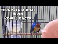 Download Lagu rawatan kolibri wulung biar gacor