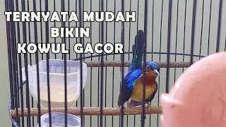 Download rawatan kolibri wulung biar gacor MP3