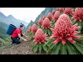Lagu TIMELAPSE — Harvesting Many Pinecone Ginger Flowers in the Forest \u0026 Goes to Market Sell – Daily Life
