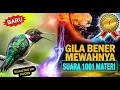 Download Lagu Ini Kicau Burung RAHASIA 🐦 MASTERAN TERBAIK Murai  Paling Dicari Kicaumania Bikin Burung Mewah ‼️