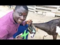 Download Lagu Cara terbaik untuk menandai kambing | Cara memasang tag telinga