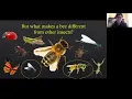 Bee Crash Course