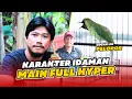 Lagu [CI PELOPOR] Cucak Ijo Hyper GAYA HIPER CUCAK IJO nembak settingan hyper cucak hijau HoBi ID
