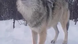 انظر كيف صوت الذيب 