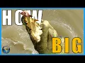 How Big do Saltwater Crocodiles Get