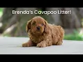 Our Available Cavapoo Puppies Chloe Charles
