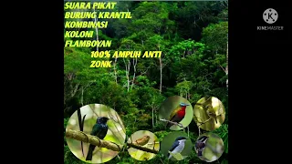 Download suara pikat burung srigunting krantil kombinasi flamboyan berkoloni dan burung hutan paling ampuh MP3