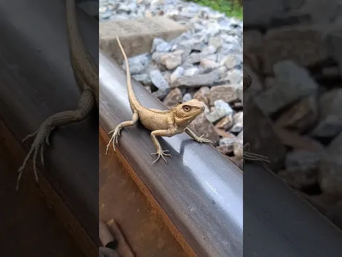 Why didn't he run away? #train #challenge #shortvideo