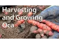Download Lagu Harvesting and Growing Oca - New Zealand Yam