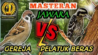 gereja tarung vs pelatuk beras