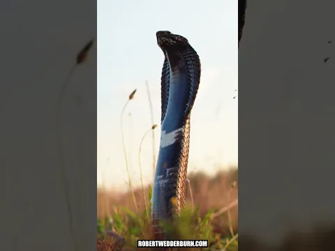 Is This the Most Majestic Snake In The World?
