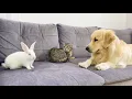 Golden Retriever Introducing Cat to Bunny for the First Time!