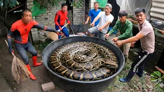 Brave Hunter Catch 3 Giant Pythons To Rescue Young Girl