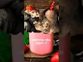 jiggers removal edit