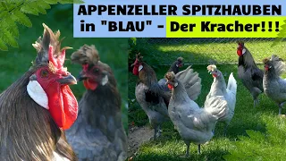 Schön & elegant! Blaue Appenzeller Spitzhauben Hühner näher betrachtet! Crested Appenzeller chicken